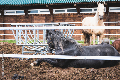 Race horses with beautiful mane rest in the paddock after racing at the racetrack.