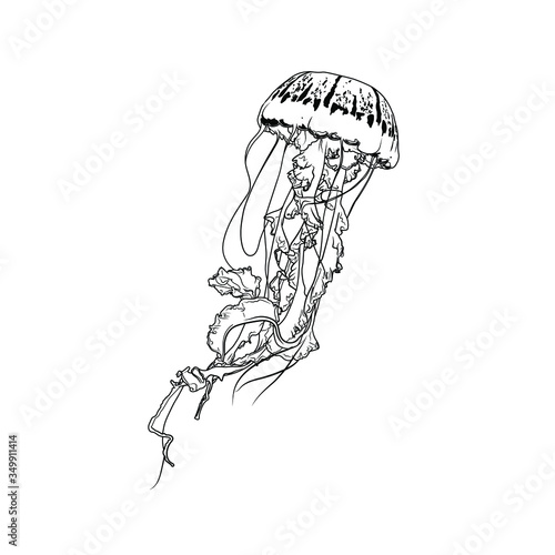 Jellyfish