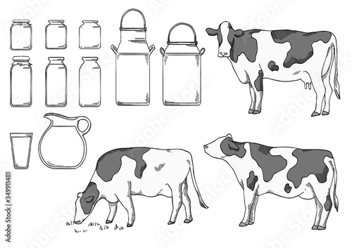 dairy cows