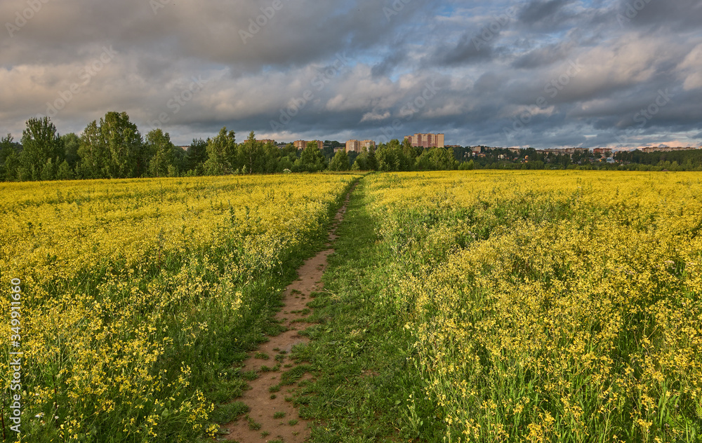 Summer landscape with blooming rapeseed field and dirt road on a sunny evening