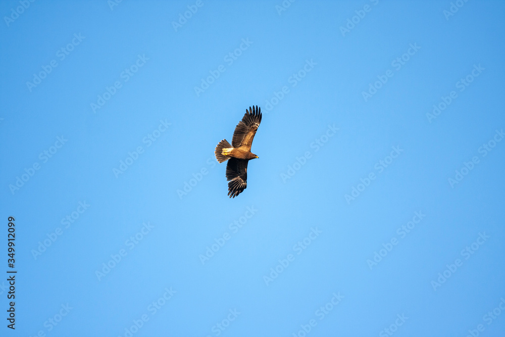 Lesser spotted eagle (Clanga pomarina) is a bird of natural life. Lesser spotted eagle (Clanga pomarina) is a bird of natural life.