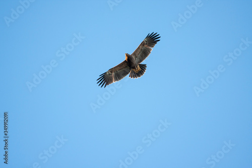 Lesser spotted eagle (Clanga pomarina) is a bird of natural life. © Ali Tellioglu