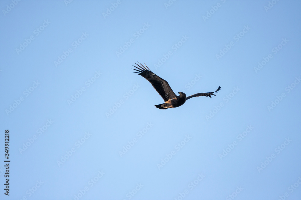 Obraz premium Lesser spotted eagle (Clanga pomarina) is a bird of natural life.