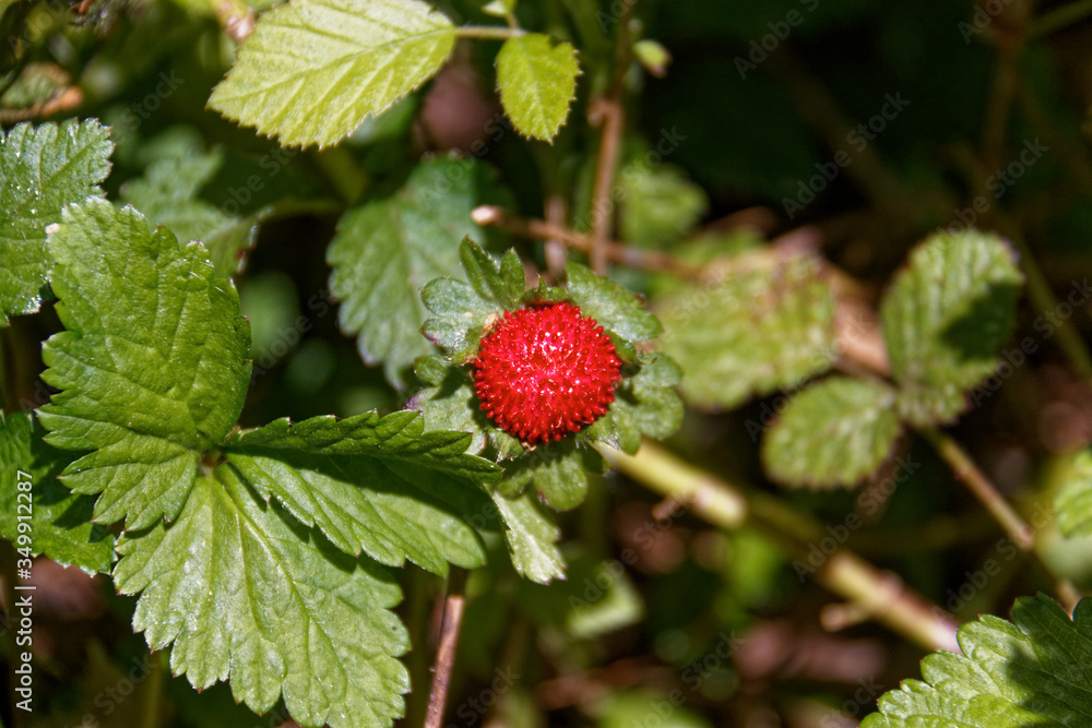 wild strawberry in the garden wild strawberry in the garden