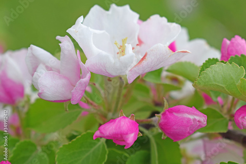 Pink Apple blossoms in the early morning in the garden.