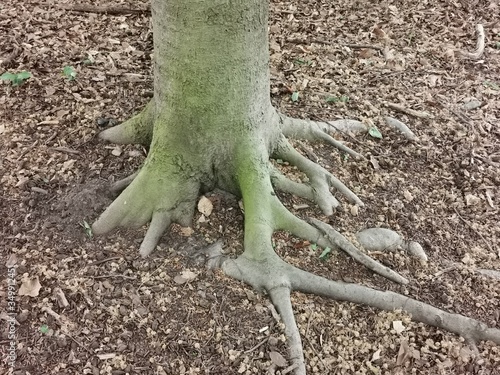 green tree trunk