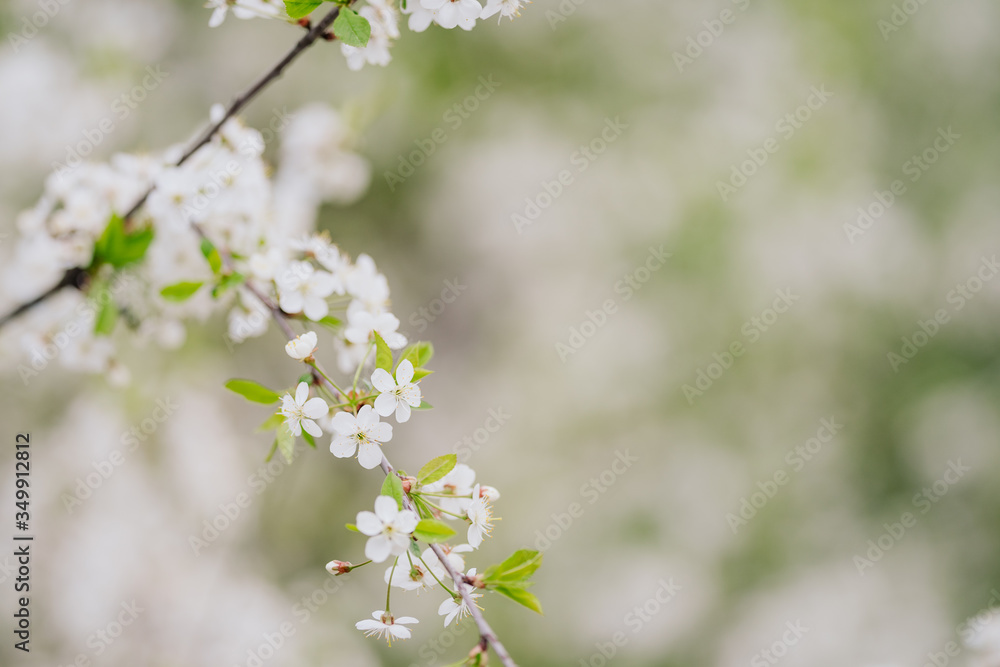 .a sprig of white blossoming apple tree with drops after rain. spring inspiration, mood. copy space .a sprig of white blossoming apple tree with drops after rain. spring inspiration, mood. copy space