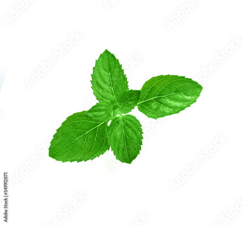 Fresh mint leaf isolated on white
