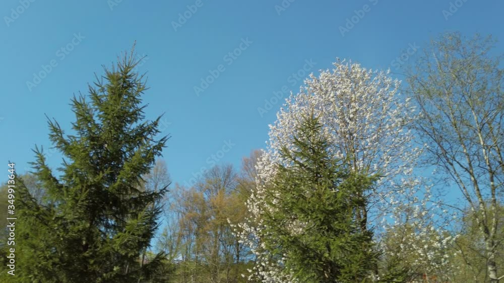 Slow motion tracking shot. Camera moving around. View of the nature and clear blue sky Slow motion tracking shot. Camera moving around. View of the nature and clear blue sky