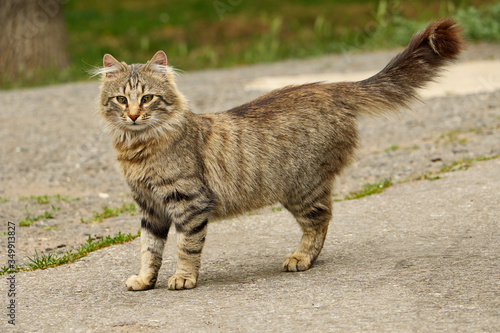 Wild cat in the park looking straight.