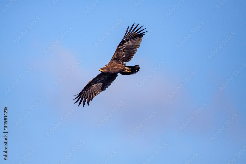 Lesser spotted eagle (Clanga pomarina) is a bird of natural life. Lesser spotted eagle (Clanga pomarina) is a bird of natural life.
