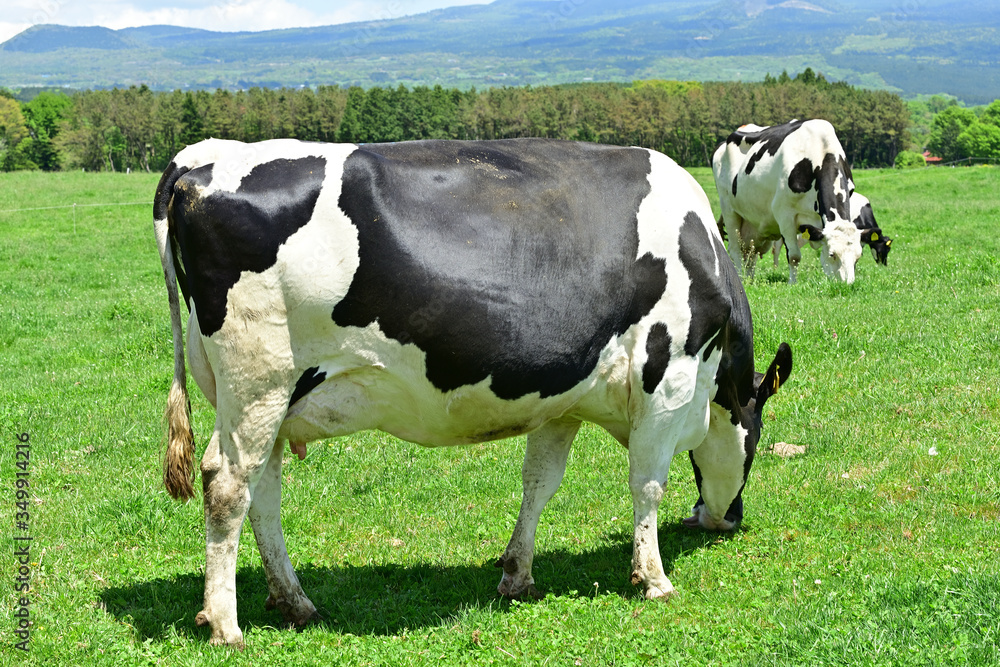 the green sweep of a pasture