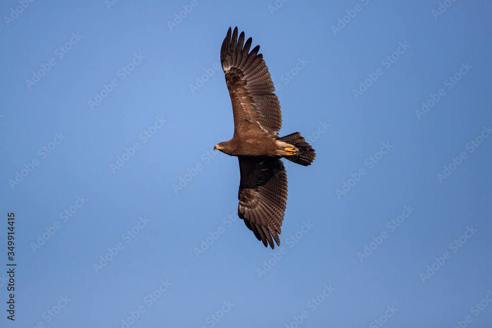 Lesser spotted eagle (Clanga pomarina) is a bird of natural life. Lesser spotted eagle (Clanga pomarina) is a bird of natural life.