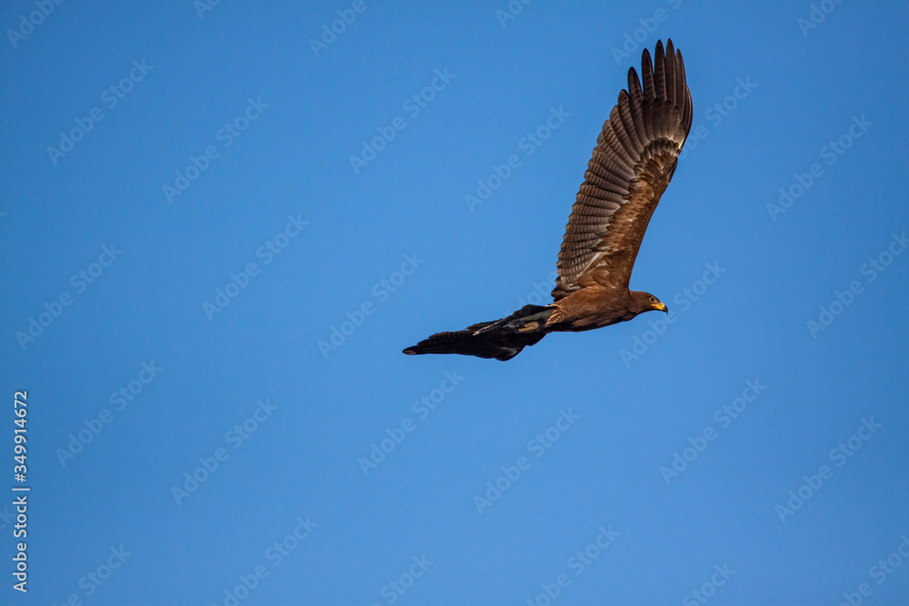 Lesser spotted eagle (Clanga pomarina) is a bird of natural life. Lesser spotted eagle (Clanga pomarina) is a bird of natural life.