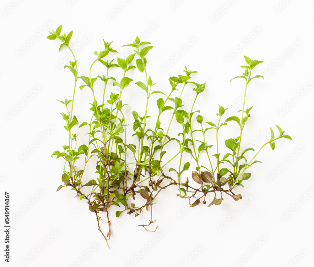 Periwinkle small forest on a white background. Periwinkle small forest on a white background.