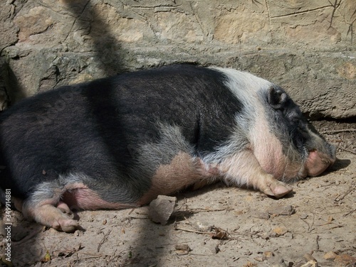 pig in the mud © Jos