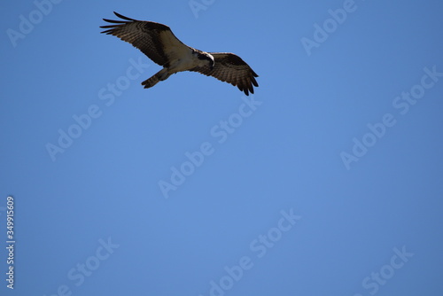 Osprey searching the lake © Don