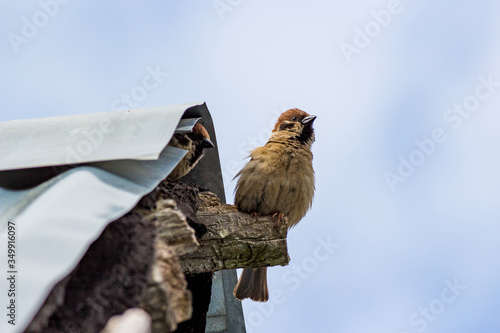 Sparrow sitting on the roof of a building 