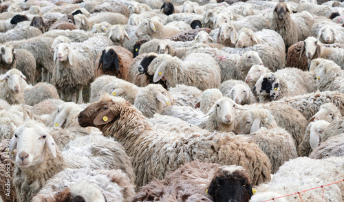 Gregge di pecore in un campo in una giornata d'inverno.
