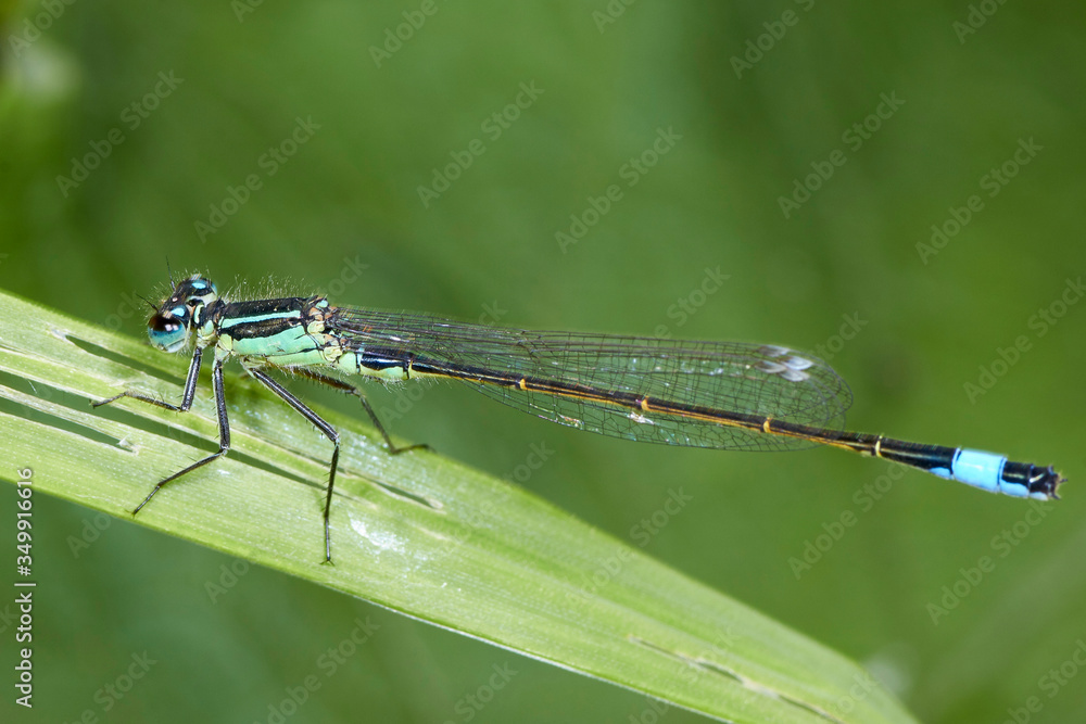 Libellule Bleue,Agrion mignon Libellule Bleue,Agrion mignon