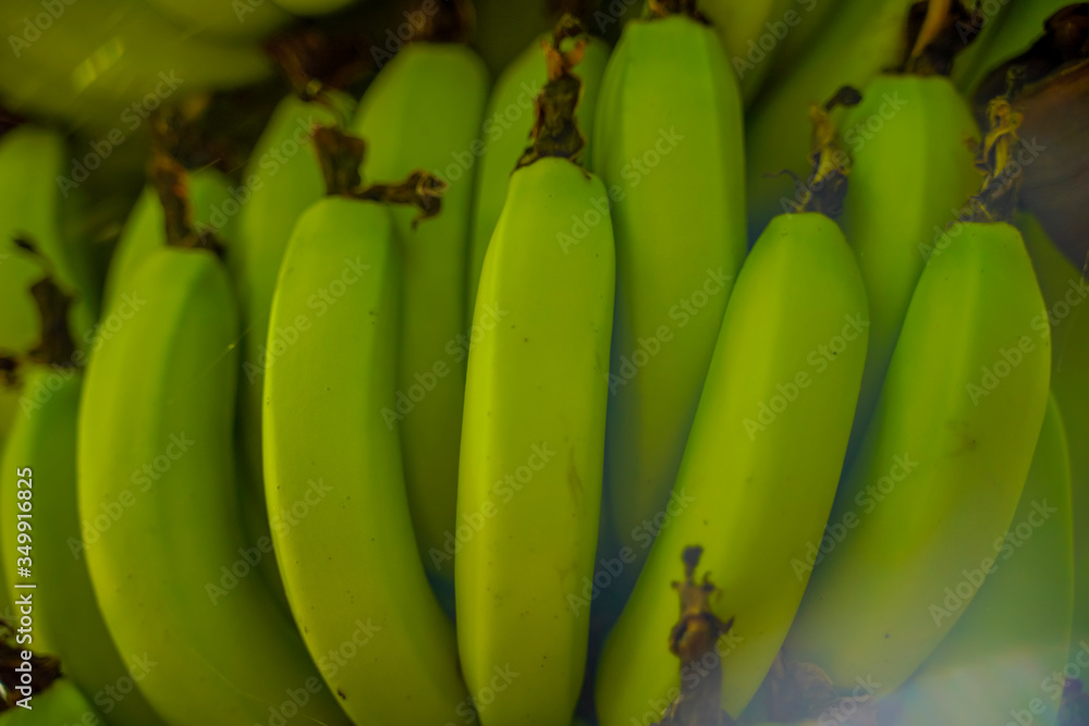 Fresh green banana on tree