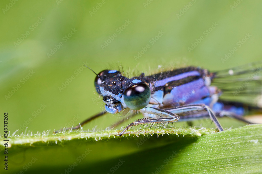 Fototapeta premium Libellule Bleue,Agrion mignon