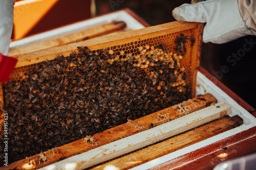 A beekeeper in protective clothing is holding a honeycomb and a hive tool in his hands for inspection.