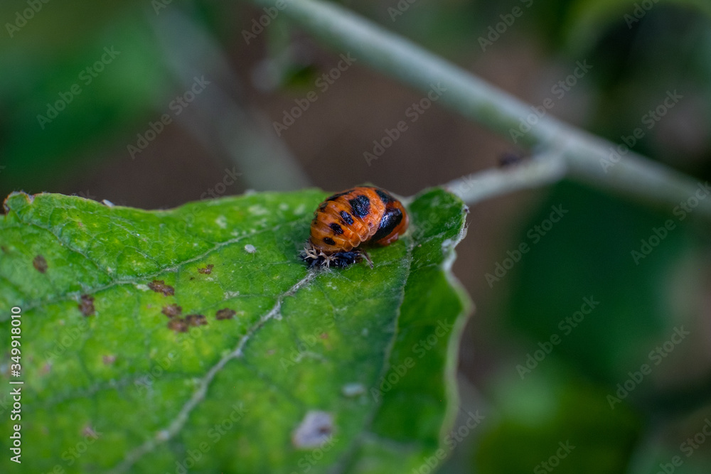 Ladybird on a leaf in spring Ladybird on a leaf in spring