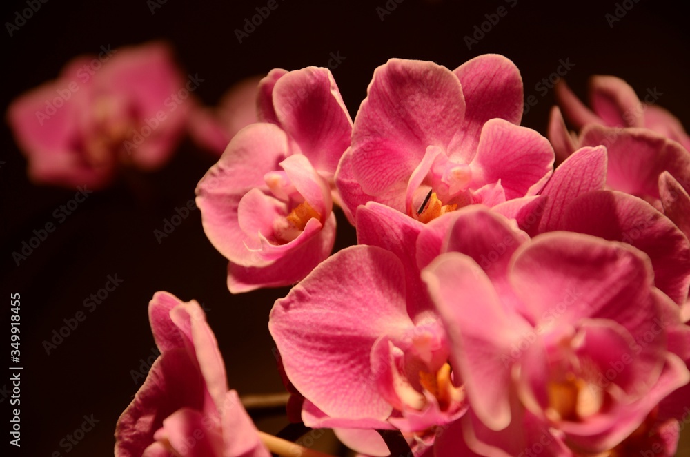 Close-up Of Pink Flowers Against Black Background