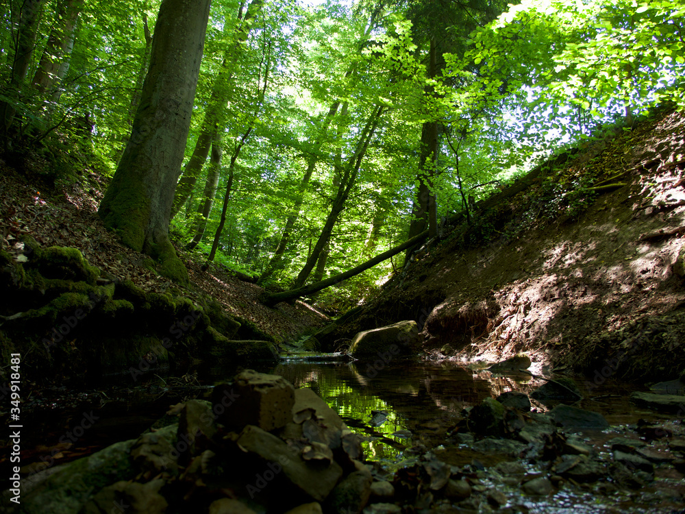 Obraz premium protected forest, Bannwald 