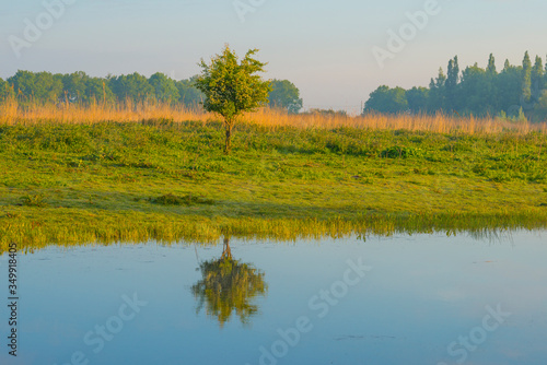 Small tree in a green pasture reflecting in a lake below a blue cloudy sky in sunlight at a spring morning