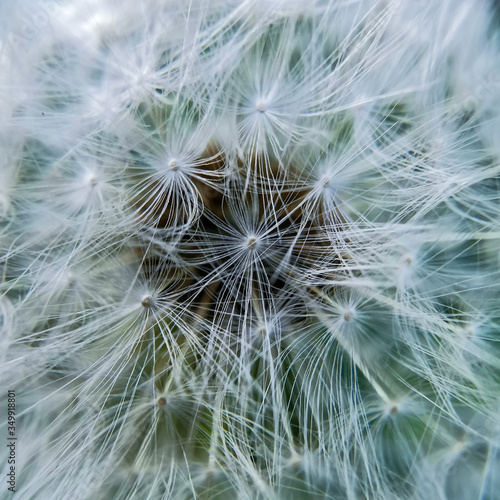 A blowball with all its seeds macro pattern