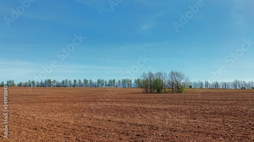 several trees in the middle of a plowed field against the blue sky on a sunny day
