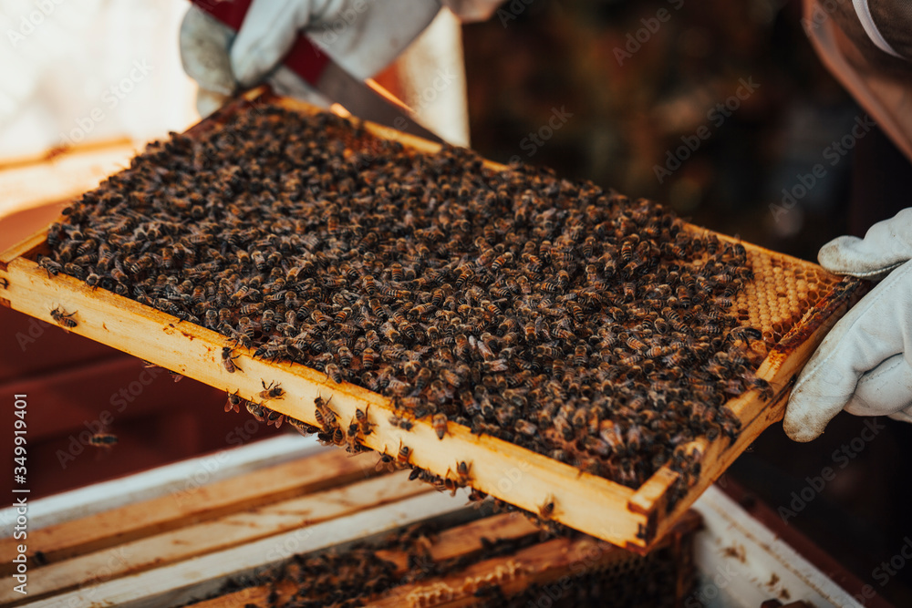 Populated honeycomb in front of a bee hive.