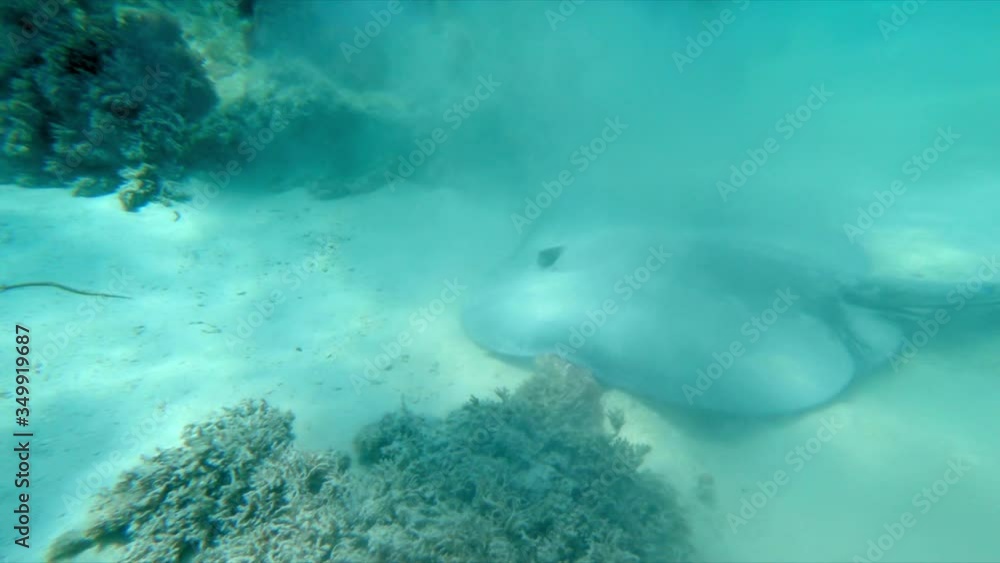 High angle view of stingray swimming on ocean floor in sea, Myliobatoidei moving amidst coral reef underwater - Montego Bay, Jamaica High angle view of stingray swimming on ocean floor in sea, Myliobatoidei moving amidst coral reef underwater - Montego Bay, Jamaica