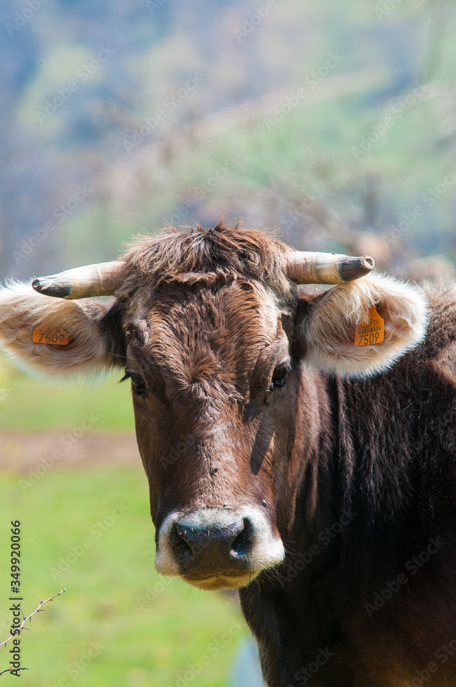 Cow looking at the camera. blur background. Cow looking at the camera. blur background.