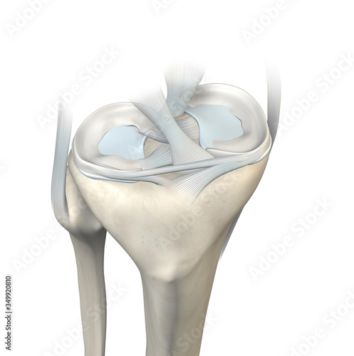 Foto Knee joint, menisci and ligaments, medically 3D illustration