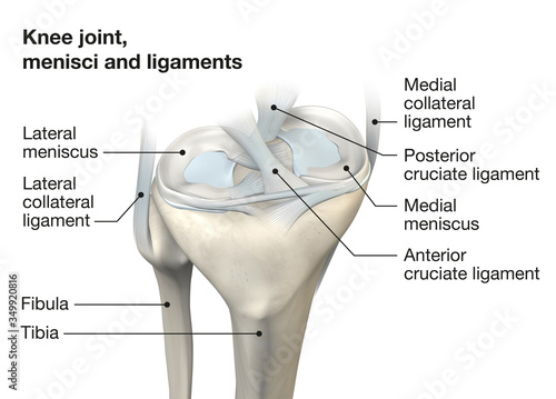 Knee joint anatomy, menisci and ligaments, medically 3D illustration photo