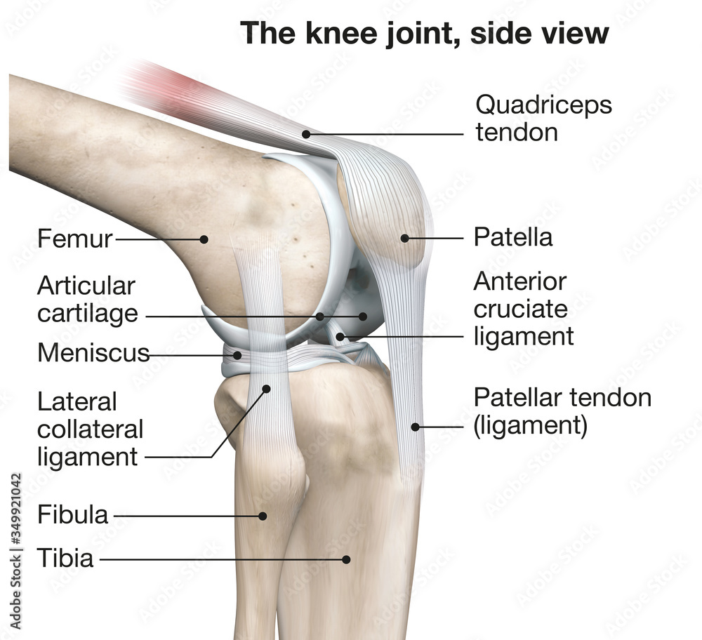 Knee Joint Anatomy Side View Medical 3D Illustration Stock 