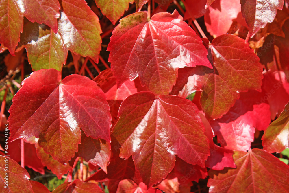 Obraz premium Virginia creeper on a wall in autumn 