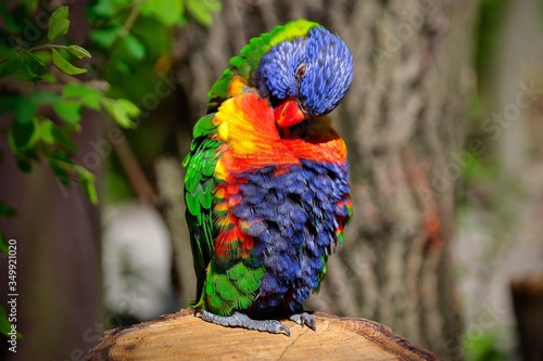 rainbow lorikeet in the tree © DusanCZ