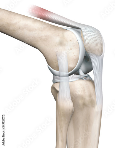 Photography Knee joint anatomy, side view, medically 3D illustration