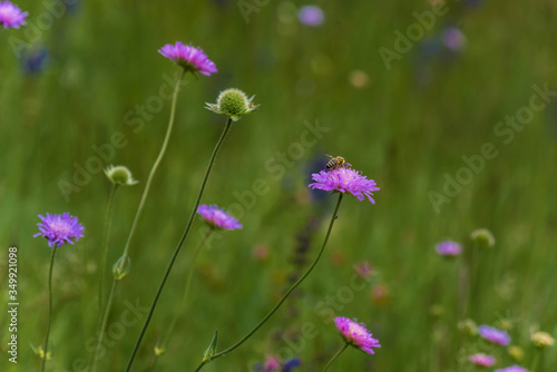 Biene auf Wiesenflockenblumen