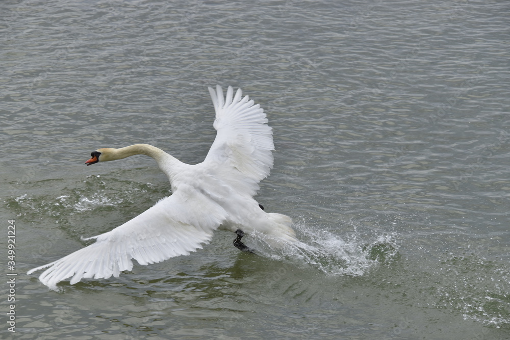 Fototapeta premium cygne