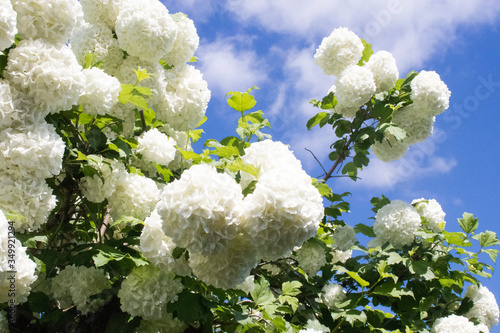 white hydrangea tree against a blue sky close-up
