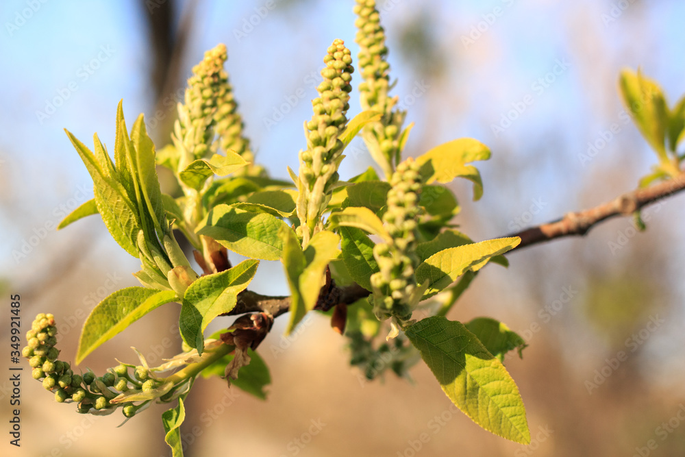 Fototapeta premium spring flowers on apple tree