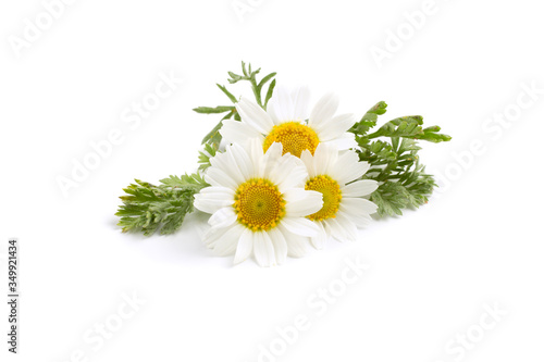 Chamomile flowers on isolated white background