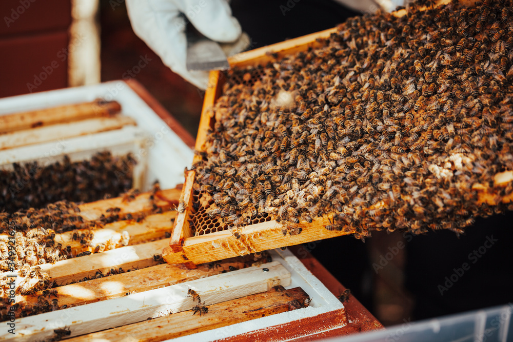 Populated honeycomb in front of a bee hive. Populated honeycomb in front of a bee hive.
