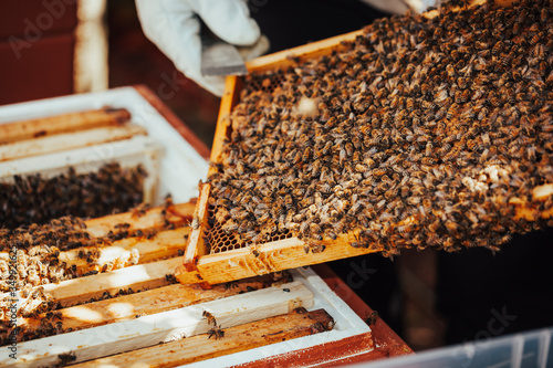 Populated honeycomb in front of a bee hive.