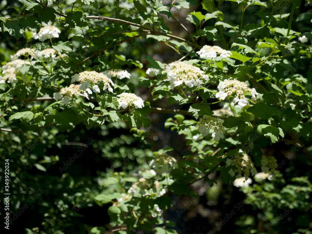 common snowberry, gewöhnliche Schneebeeren common snowberry, gewöhnliche Schneebeeren